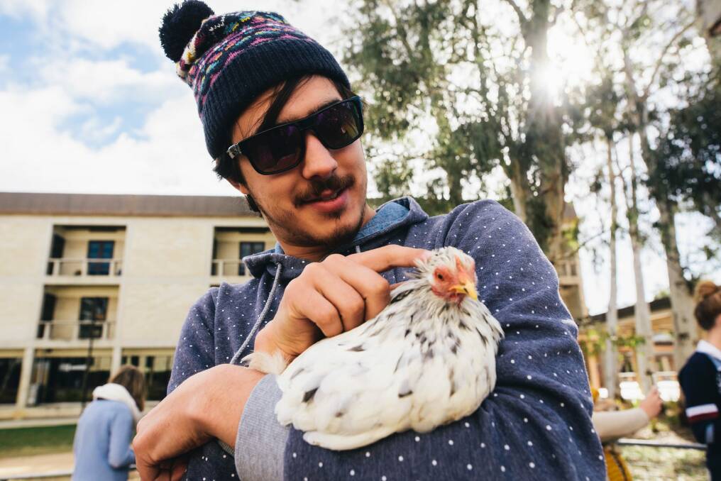 Politics and International Relations student, Alex Shornikov, de-stresses with a chicken. Photo: Rohan Thomson