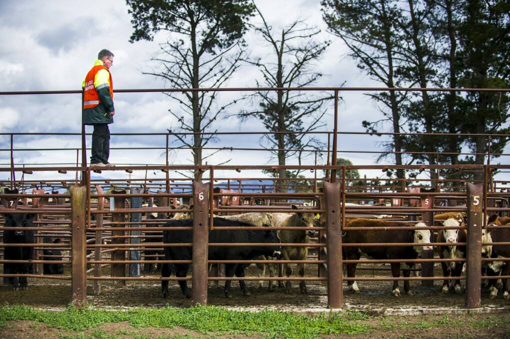 ON GUARD: ACT Territory and Municipal Services senior manager, biosecurity, Stephen Hughes at the Oaks Estate saleyards. Photo: Rohan Thomson Photo: Rohan Thomson