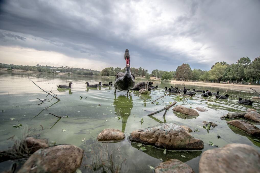 "Extreme" blue-green algae blooms in Lake Tuggeranong pose a big threat to humans, even if they stay out of the water. Photo: Karleen Minney