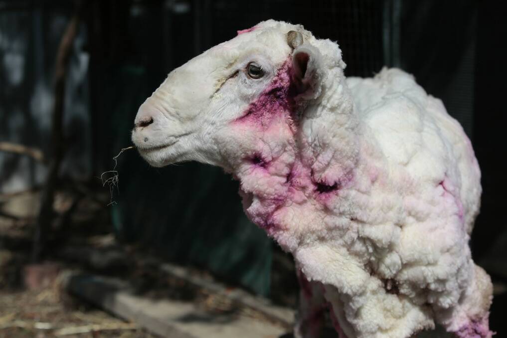 'Chris the sheep' is recovering well at the RSPCA and is rocking his new pink hairdo from his daily antiseptic spray.
  Photo: Jeffrey Chan
