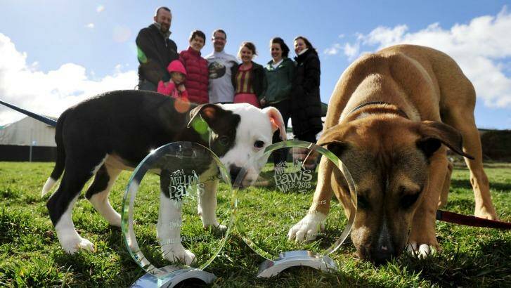 Sniffing around: Animals, vets, live music, food, drinks and gelato feature at the 2014 RSPCA Pet Expo on Saturday from 10am-3pm.  Photo: Jay Cronan