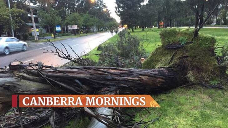 A large eucalyptus tree on Northbourne Avenue fell onto the southbound lane near the intersection with Wakefield Avenue.  Photo: Scott Hannaford