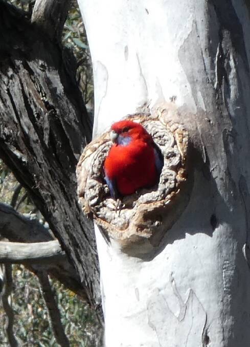 A crimson rosella in a tree hollow on the Bushland Nature Walk. Photo: ANBG