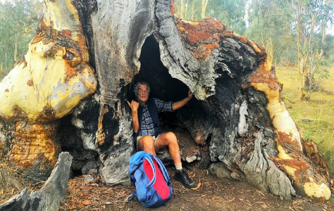Klaus Hueneke marvels at the hollow in this gnarly old gum in Gungahlin's Gungaderra Grassland Nature Reserve. Photo: Tim the Yowie Man