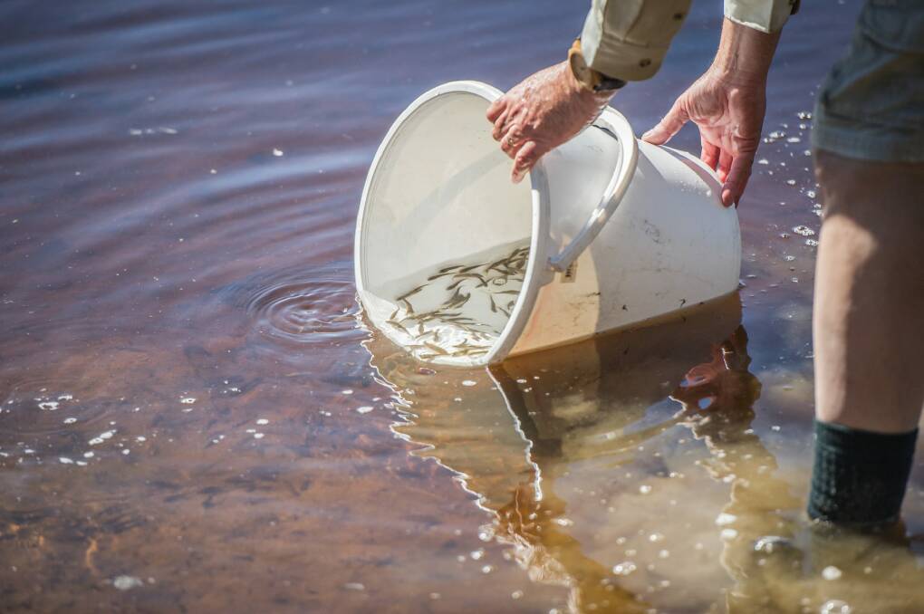 Murray cod and golden perch being released at Tuggeranong on Thursday. Photo: karleen minney