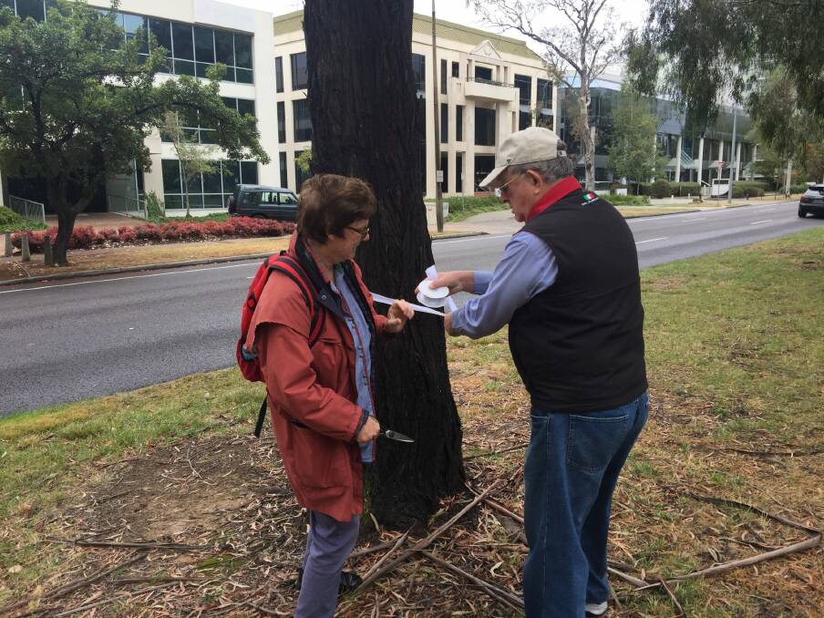 CanTheTram protesters Dr Jenny Stewart and Max Flint put white ribbon around Northbourne Avenue trees slated to be remove to make way for light rail. Photo: Tom McIllroy