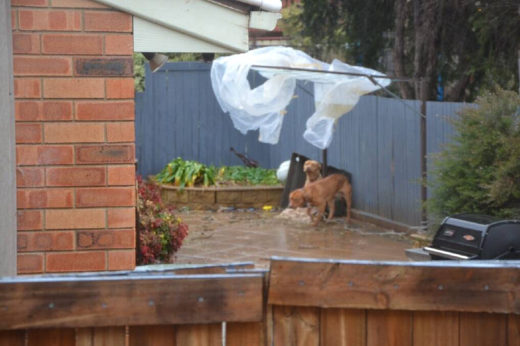 Hank and Honey were found tied to a clothesline in the rain. Photo: RSPCA ACT