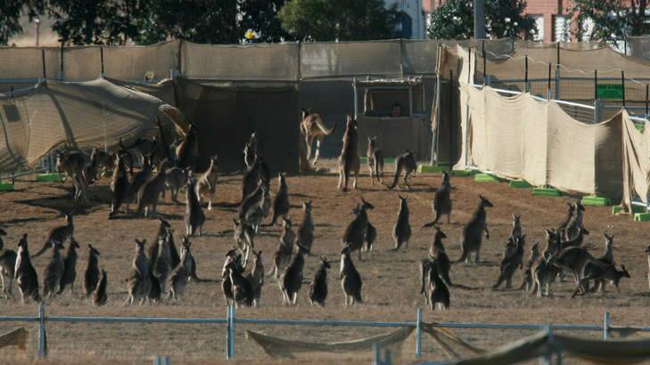 Kangaroos numbers are multiplying. Photo: Andrew Taylor