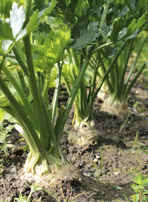 Celery comes into its own in winter. Photo: iStock