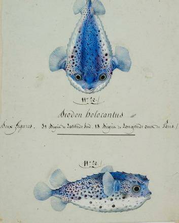 Poisson Diodon porcupine fish) by Charles-Alexandre Lesueur. Photo: Supplied