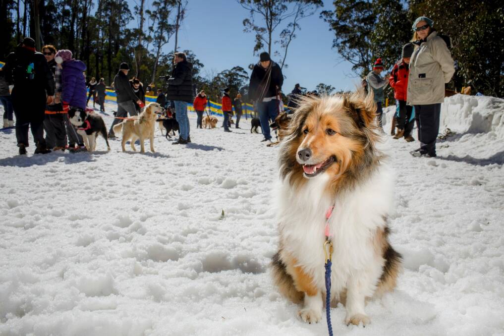 Lily the shetland sheepdog at Corin Forest's recent Snow Dogs day.  Photo: Sitthixay Ditthavong
