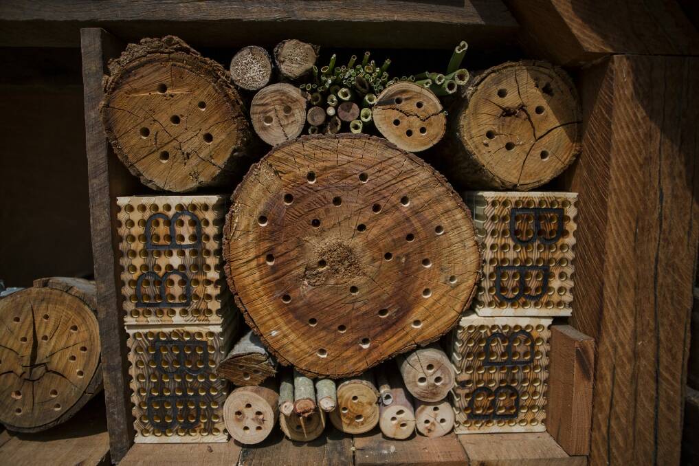 Rooms for every species of bee. Photo: Jamila Toderas