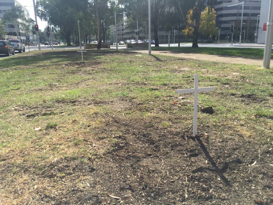 White crosses on Northbourne Avenue between Alinga Street and Barry Drive, marking the place where trees have been felled. Photo: Tom McIlroy
