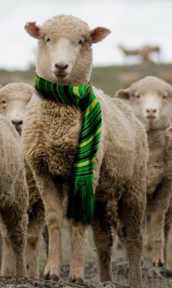 Sheep will be let loose on Canberra Stadium on Sat to eat the grass.