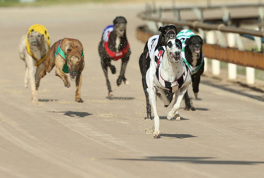 Greyhound racing will be banned in the ACT and NSW.  Photo: Anthony Johnson