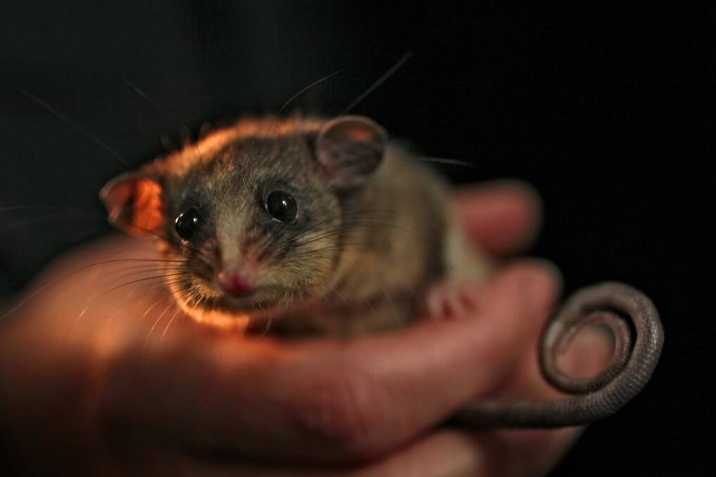 Beau, the Mountain pygmy possum, at Healesville Zoo in Melbourne in 2011. Photo: Angela Wylie