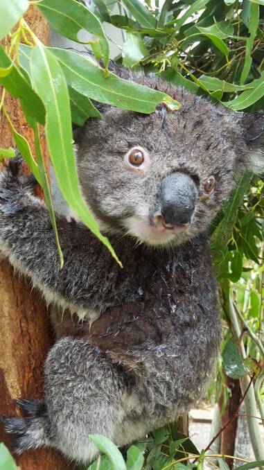 The equipment was used to monitor the movement of koalas north of Brisbane. Photo: Nicole Hill