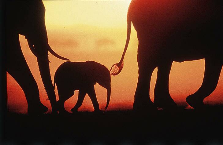 Scene from Africa's Elephant Kingdom. Photo: supplied