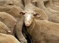The federal government is set to release details of a phase-out of live sheep exports. (Trevor Collens/AAP PHOTOS)