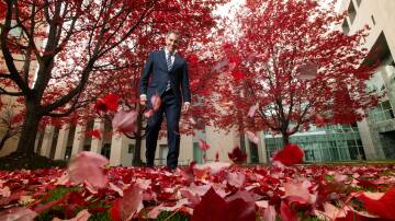 Treasurer Jim Chalmers and the "budget tree", the maple which is supposed to explode into redness at budget time. Picture by Elesa Kurtz