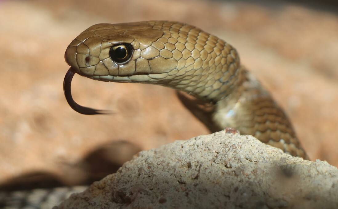 Ready to be tracked. An eastern brown snake. Picture: supplied