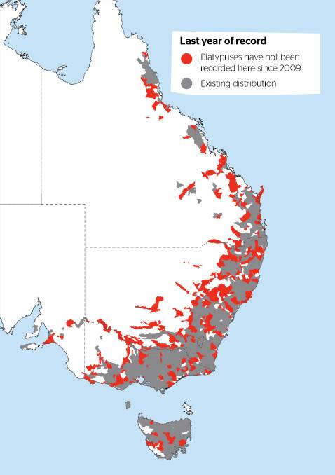 The grey covers historical distribution of platypuses while the red marks areas where the mammals have not been recorded since 2009. Image: Australian Conservation Foundation