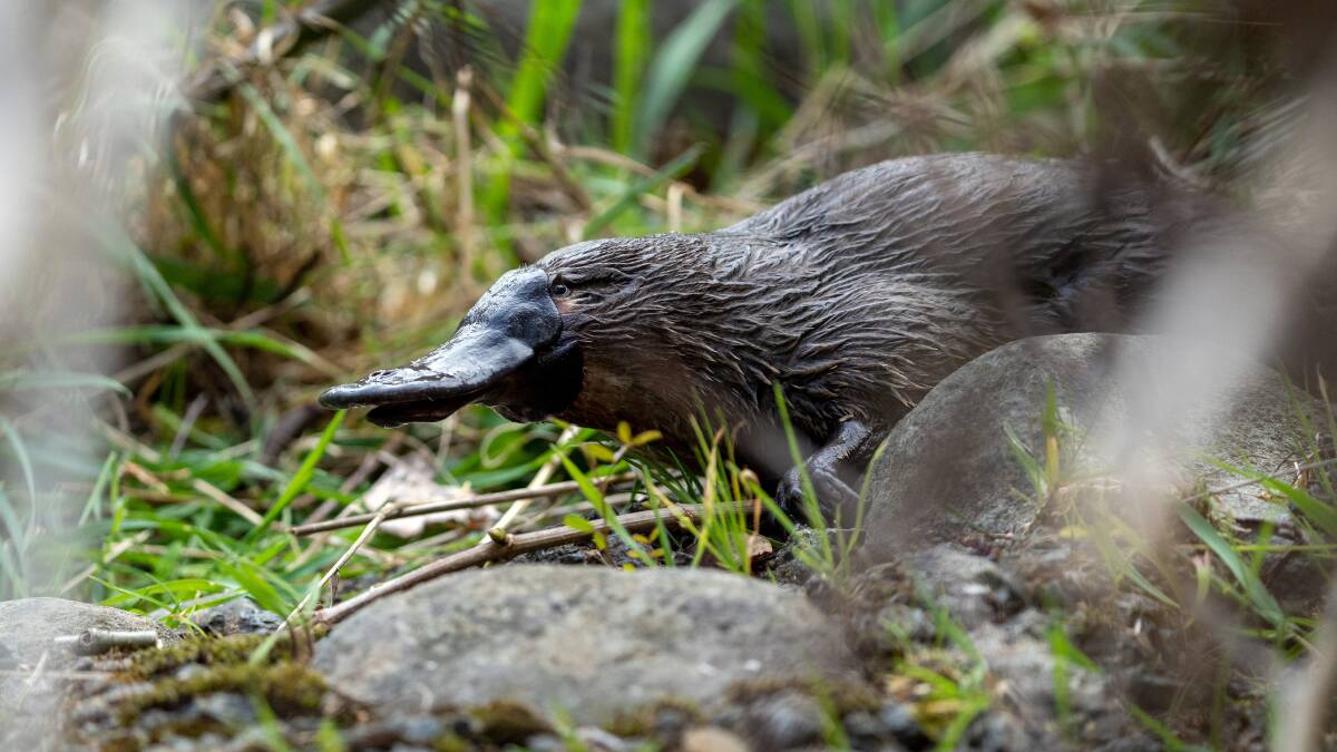 Threats to platypus populations include poor water management, land clearing and climate change. Image: Pete Walsh
