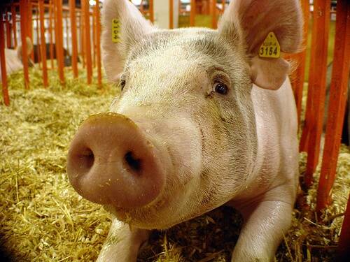 Hospitals inundated as swine flu panic spreads