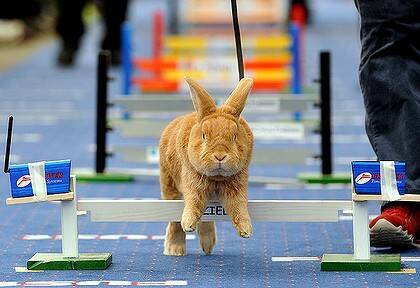 Rabbit hurdles ... no threat to the Melbourne Cup.
