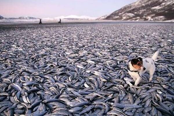 Herring mystery ... Molly the dog walks around the dead fish on the beach in Kvaenes, near Tromsoe. Photo: Reuters