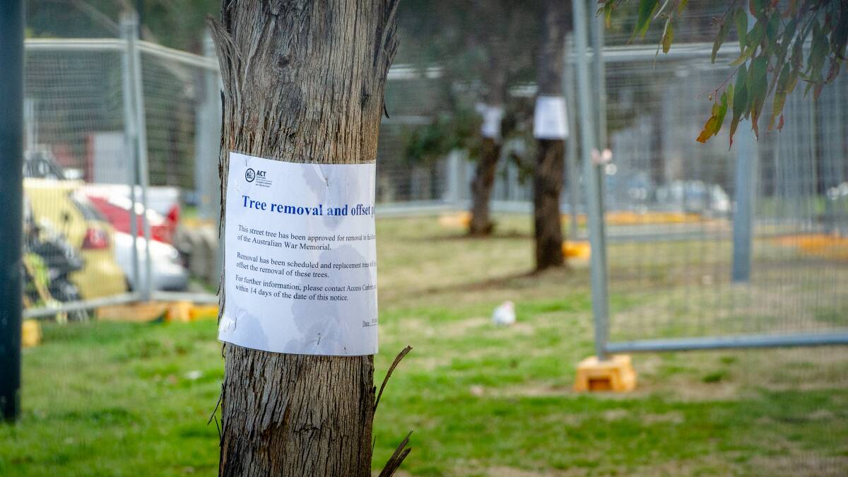 Trees marked for removal this week at the Australian War Memorial. Picture: Elesa Kurtz