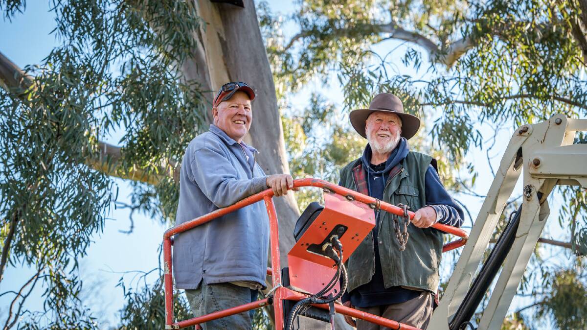 The vulnerable superb parrot has been hit hard by land clearing and climate change but Canberra brothers Ashley and Neil Hermes hope to have a solution. Picture: Supplied
