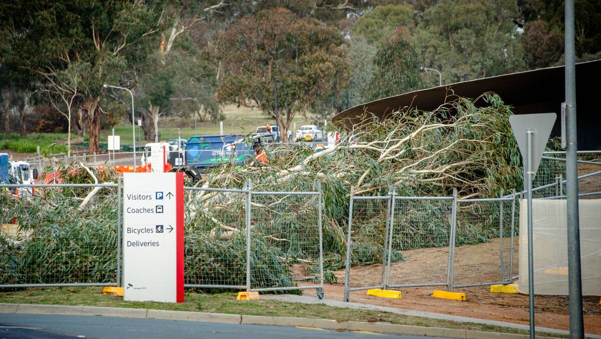Trees removed at the Australian War Memorial on Tuesday. Picture: Elesa Kurtz