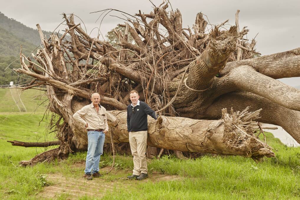 NSW Farmers president Pete Arkle (right) with Neil Baker in front of the Camphor Laurel tree that washed up on his farm near Murwillumbah. Photo: Ant Ong