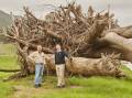 NSW Farmers president Pete Arkle (right) with Neil Baker in front of the Camphor Laurel tree that washed up on his farm near Murwillumbah. Photo: Ant Ong
