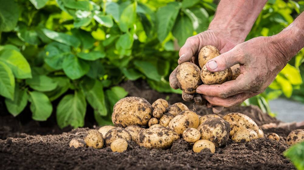 The humble potato can be grown by even the laziest gardener. Picture: Shutterstock