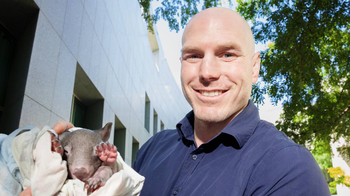 Senator David Pocock with a wombat joey at Parliament House on Thursday. Picture by Sitthixay Ditthavong