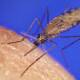 An anopheles mosquito, known to carry malaria in north-east India. Photo: US Centers for Disease Control and Prevention
