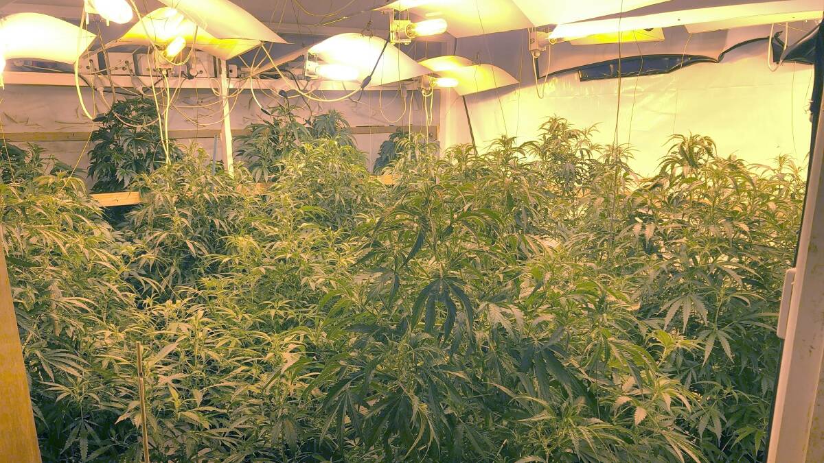 Cannabis plants police found at the Higgins home of Edmund Scott Krizaic on Wednesday. Picture: ACT Policing