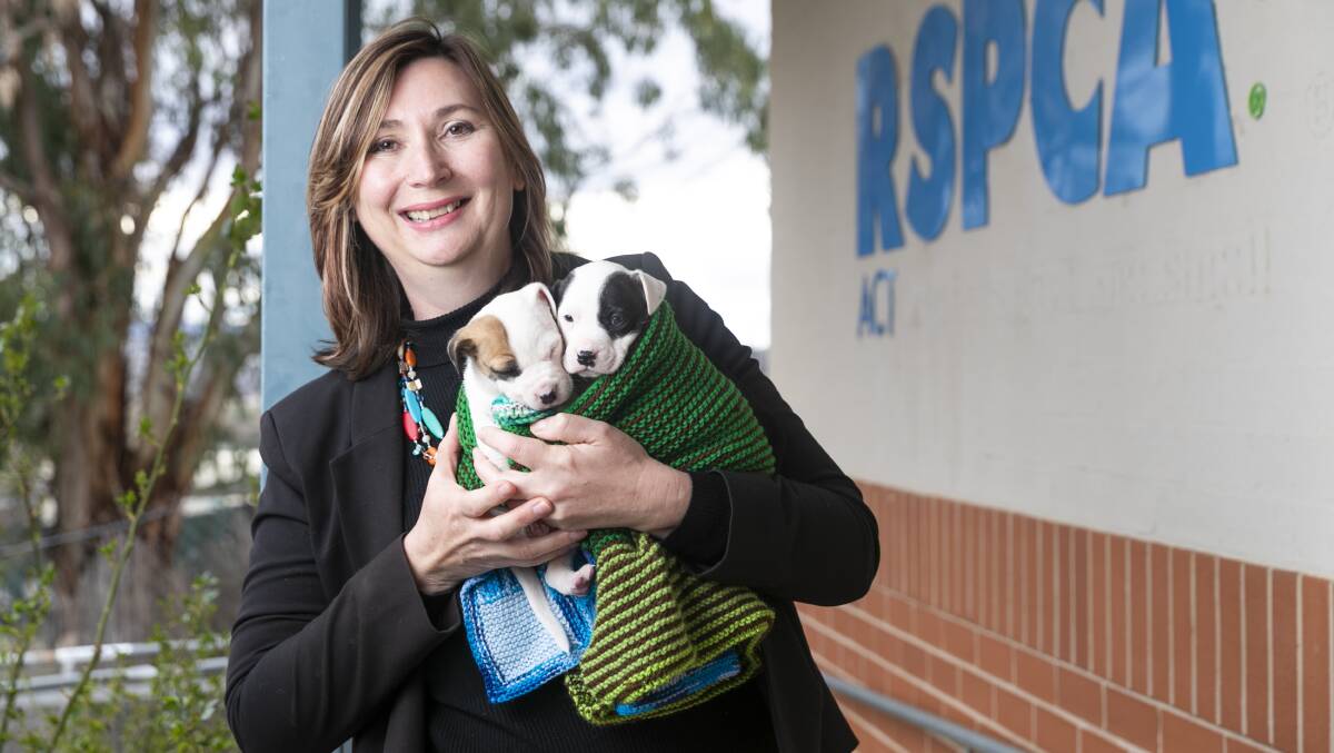 RSPCA CEO Michelle Robertson at the ACT office with two puppies as the territory's pet adoption rate rises during lockdown. Picture: Keegan Carroll