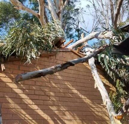 One of the properties in Mawson damaged by the large fallen tree from windy conditions. Picture: ACT Emergency Services Agency