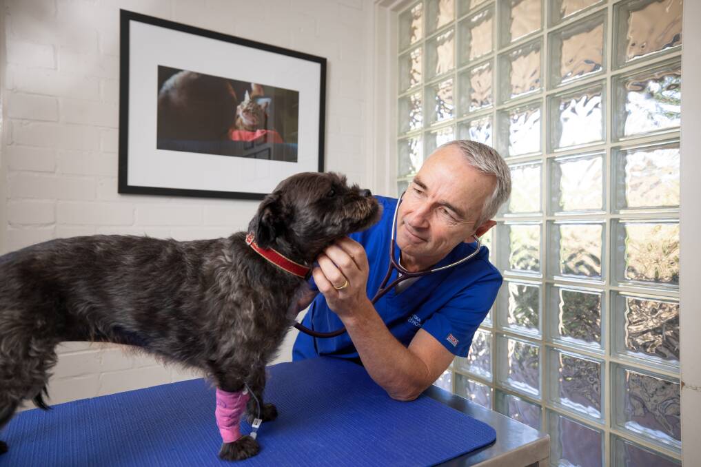 Veterinarian Dr Michael Archinal examines Lulu at the Manuka Vet Hospital. Picture: Sitthixay Ditthavong