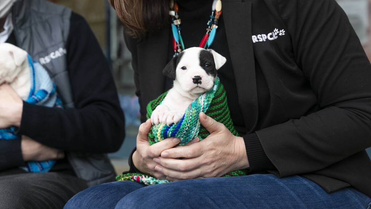 One of the puppies at RSPCA ACT. Picture: Keegan Carroll