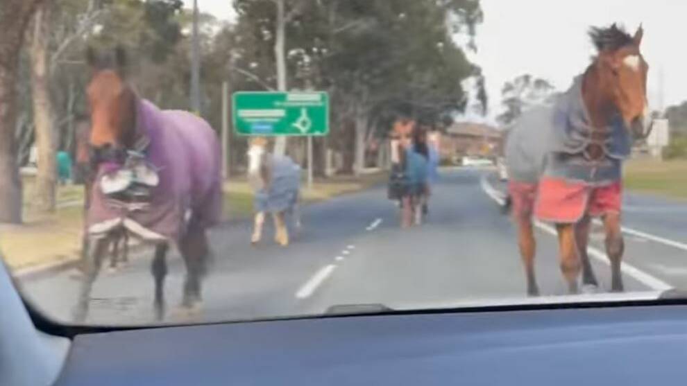 Some of the horses that ran towards the car of Canberra woman Caitlin Cameron and her family along Baldwin Drive, Kaleen, on Saturday afternoon. Picture: Supplied