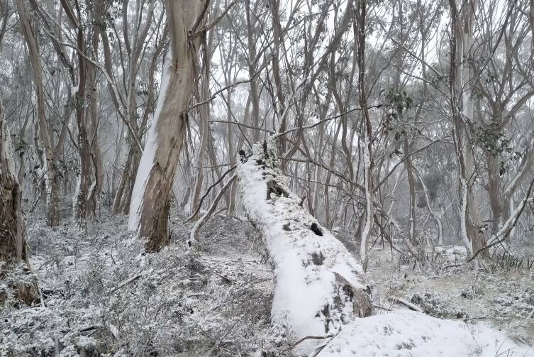 Snow falls at the Brindabella Range. Picture: Michael Javsnik