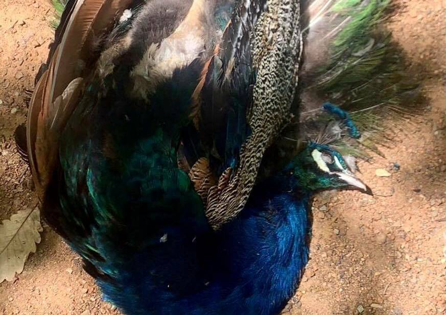 Pindar the peacock was found dead on Monday morning. Picture: Supplied