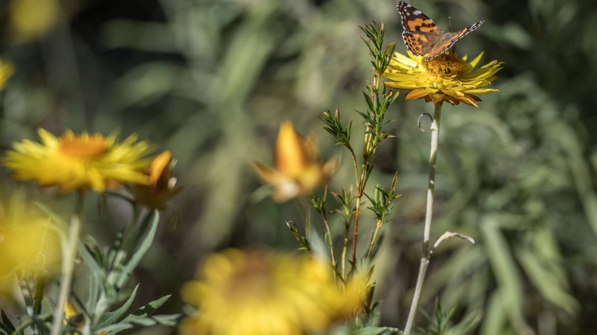 Canberra records high levels of pollen. Picture: Karleen Minney
