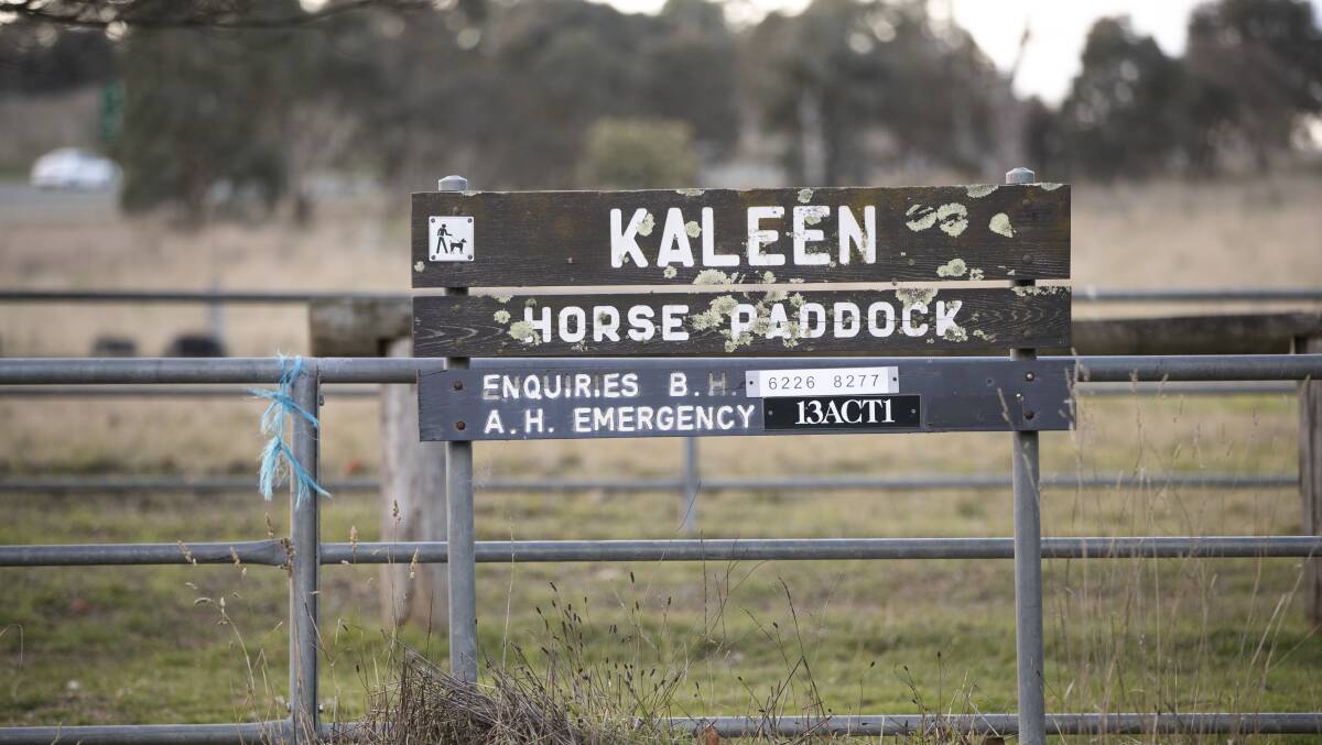The horses are kept in a paddock at Kaleen. Picture: Keegan Carroll