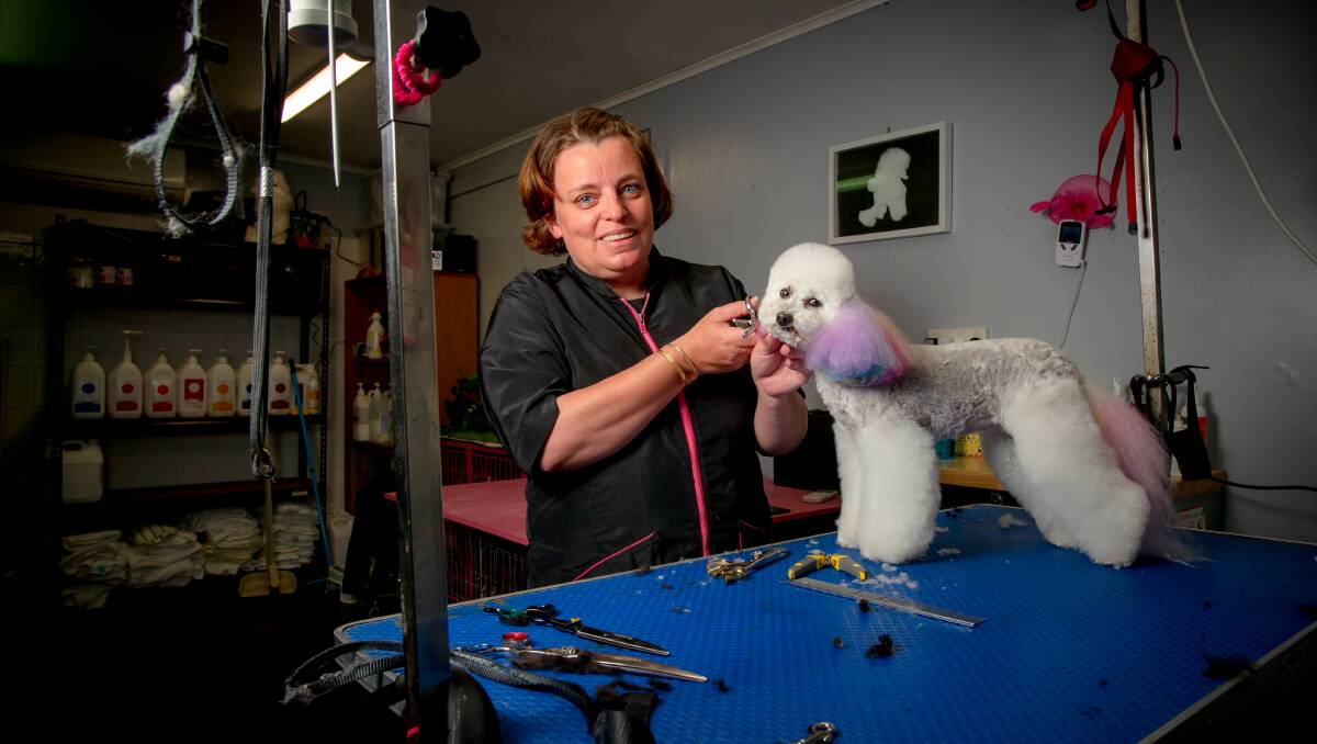 Dog groomers in Canberra are all booked out following post-COVID lockdown surge in demand | The Canberra Times