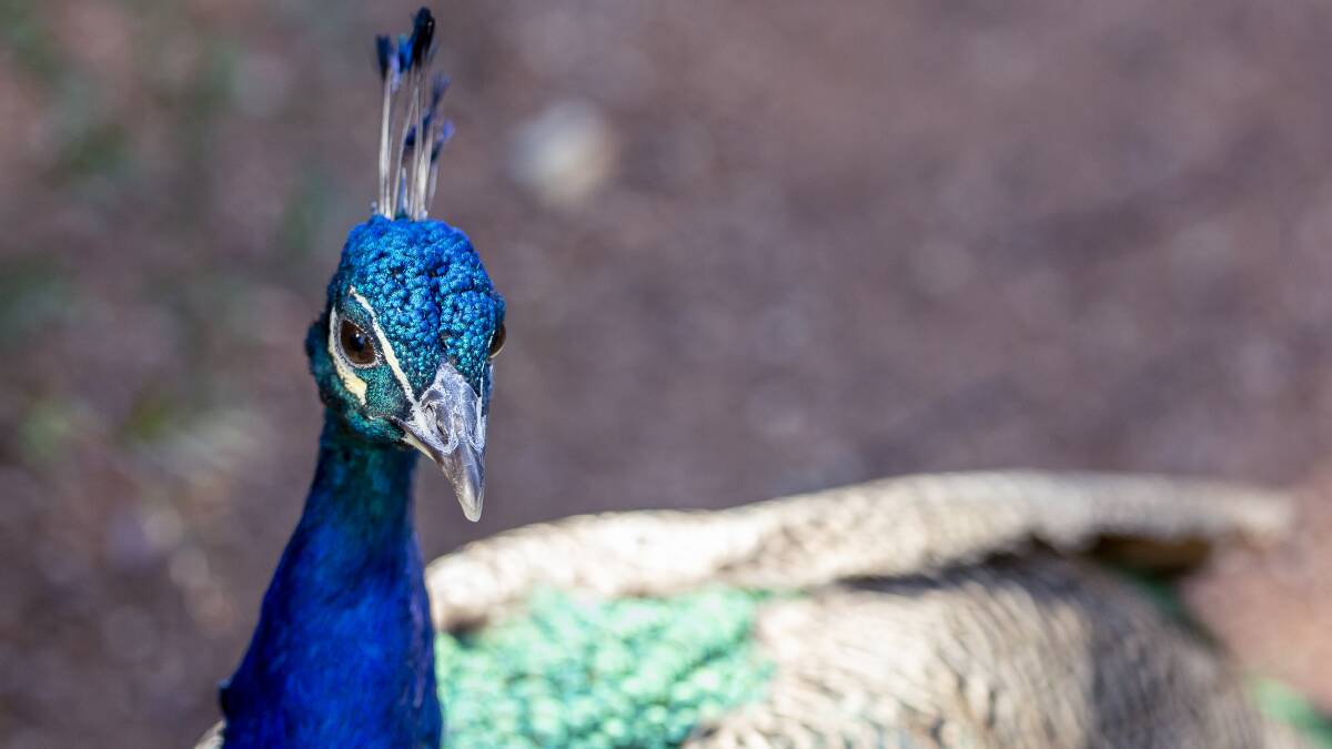 The south Canberra suburb of Narrabundah is known for its local peafowl population. Picture: Graham Tidy
